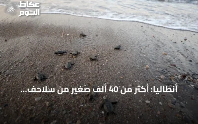 أنطاليا: أكثر من 40 ألف صغير من سلاحف كاريتا كاريتا تتجه إلى البحر