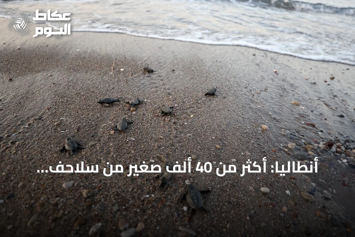 أنطاليا: أكثر من 40 ألف صغير من سلاحف كاريتا كاريتا تتجه إلى البحر