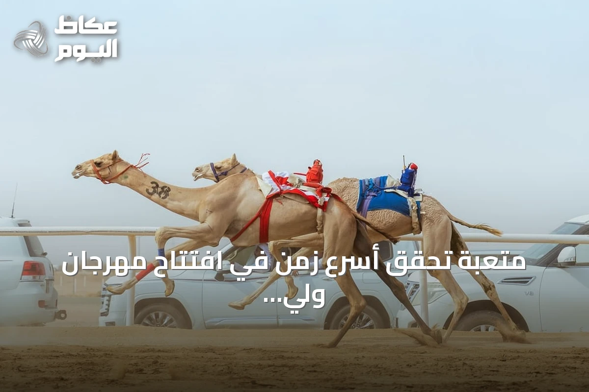 متعبة تحقق أسرع زمن في افتتاح مهرجان ولي العهد للهجن بالطائف