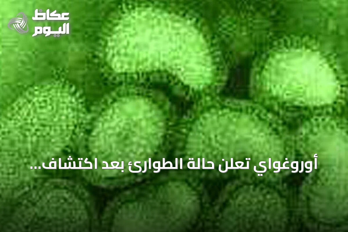 أوروغواي تعلن حالة الطوارئ بعد اكتشاف إنفلونزا الطيور في دواجن منزلية