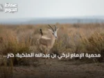 محمية الإمام تركي بن عبدالله الملكية: كنز بيئي واسع في شمال شرق السعودية