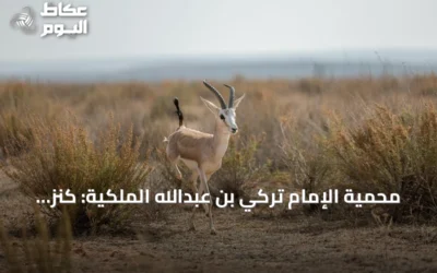 محمية الإمام تركي بن عبدالله الملكية: كنز بيئي واسع في شمال شرق السعودية