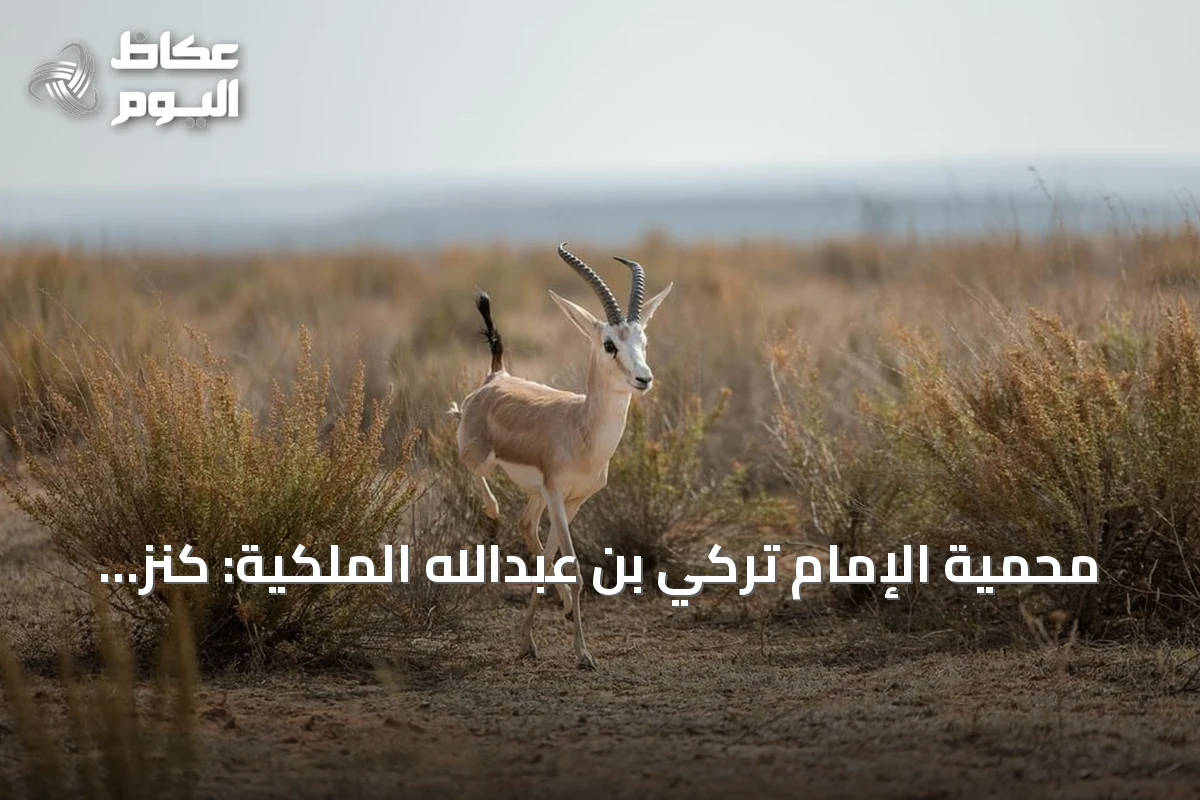 محمية الإمام تركي بن عبدالله الملكية: كنز بيئي واسع في شمال شرق السعودية