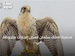 محمية الملك سلمان تسجل إنجازات ملحوظة في إعادة توطين النسور