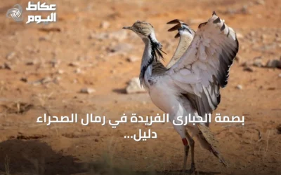 بصمة الحبارى الفريدة في رمال الصحراء دليل للصقارين وأداة للحفاظ على البيئة