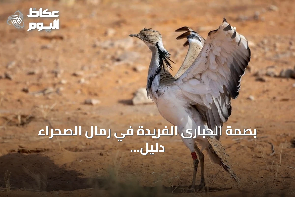 بصمة الحبارى الفريدة في رمال الصحراء دليل للصقارين وأداة للحفاظ على البيئة