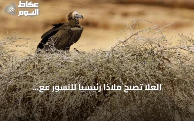 العُلا تصبح ملاذاً رئيسياً للنسور مع مبادرات مراقبة وحماية مستمرة