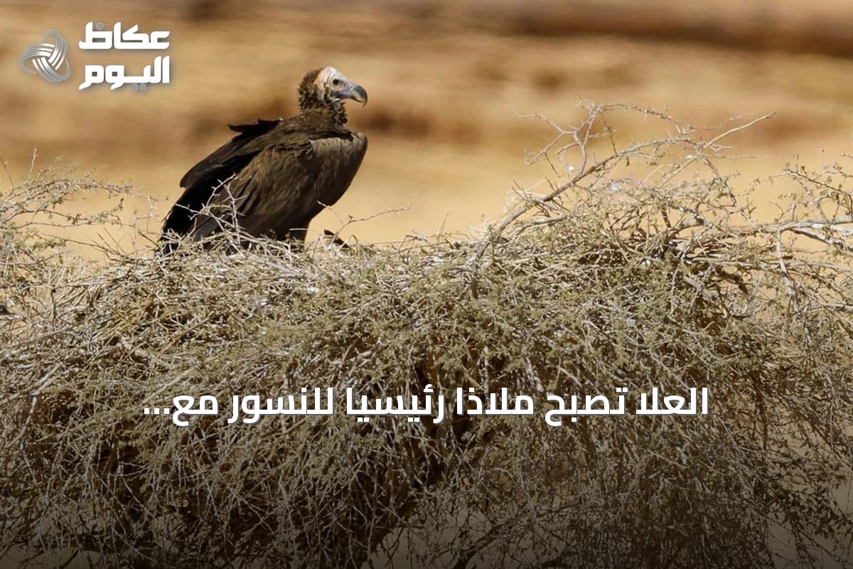 العُلا تصبح ملاذاً رئيسياً للنسور مع مبادرات مراقبة وحماية مستمرة