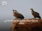 محمية الملك سلمان تسجل تقدمًا في تكاثر النسر الأسمر
