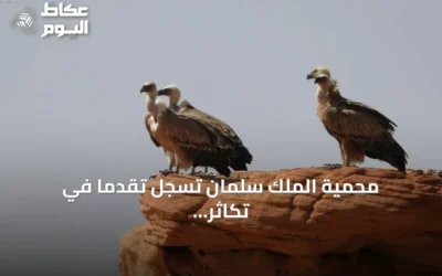 محمية الملك سلمان تسجل تقدمًا في تكاثر النسر الأسمر