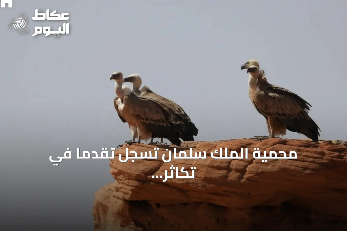 محمية الملك سلمان تسجل تقدمًا في تكاثر النسر الأسمر