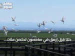 دلتا قزل إرمق في صامصون تحتضن مئات الأنواع من الطيور المهاجرة والحياة البرية