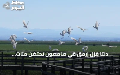 دلتا قزل إرمق في صامصون تحتضن مئات الأنواع من الطيور المهاجرة والحياة البرية