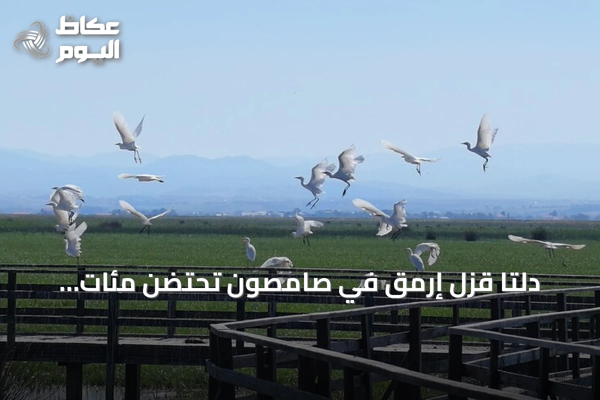 دلتا قزل إرمق في صامصون تحتضن مئات الأنواع من الطيور المهاجرة والحياة البرية