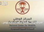 المركز الوطني لتنمية الحياة الفطرية يوضح تنظيمات أوقات الصيد ويؤكد أهميتها