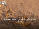 رصد العقرب الجزار في الحدود الشمالية يكشف عن تنوع أحيائي مميز
