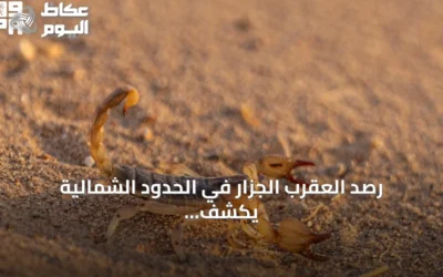 رصد العقرب الجزار في الحدود الشمالية يكشف عن تنوع أحيائي مميز