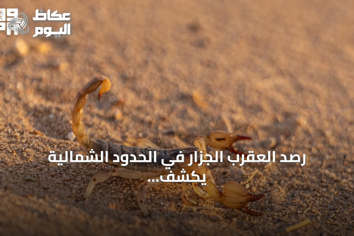 رصد العقرب الجزار في الحدود الشمالية يكشف عن تنوع أحيائي مميز