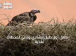 إطلاق أول دليل إرشادي وطني لمحطات تغذية النسور في السعودية بالتعاون مع خمس جهات دولية
