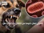 تشيلي تُعلن خلوها من انتقال داء الكلب من الكلاب إلى البشر كأول دولة في أمريكا الجنوبية
