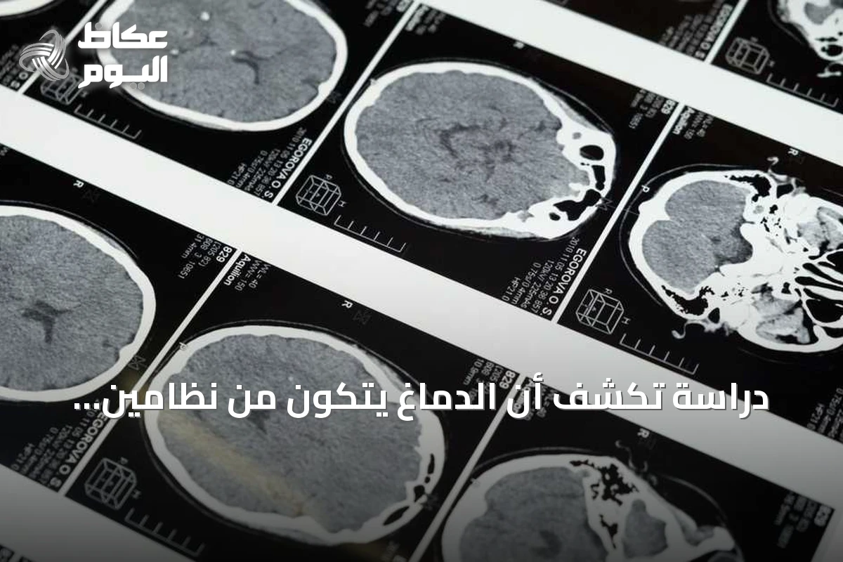دراسة تكشف أن الدماغ يتكون من نظامين عصبيين منفصلين منذ المراحل المبكرة للجنين