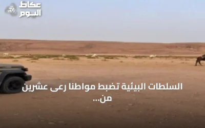 السلطات البيئية تضبط مواطنًا رعى عشرين من الإبل بمنطقة محمية الملك عبدالعزيز