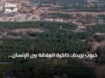 خبوب بريدة.. ذاكرة العلاقة بين الإنسان والأرض في منطقة القصيم