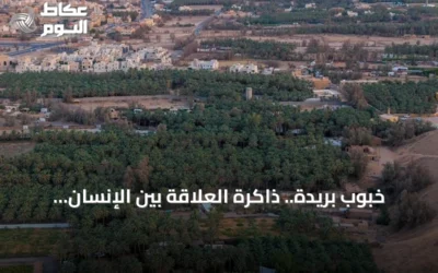 خبوب بريدة.. ذاكرة العلاقة بين الإنسان والأرض في منطقة القصيم