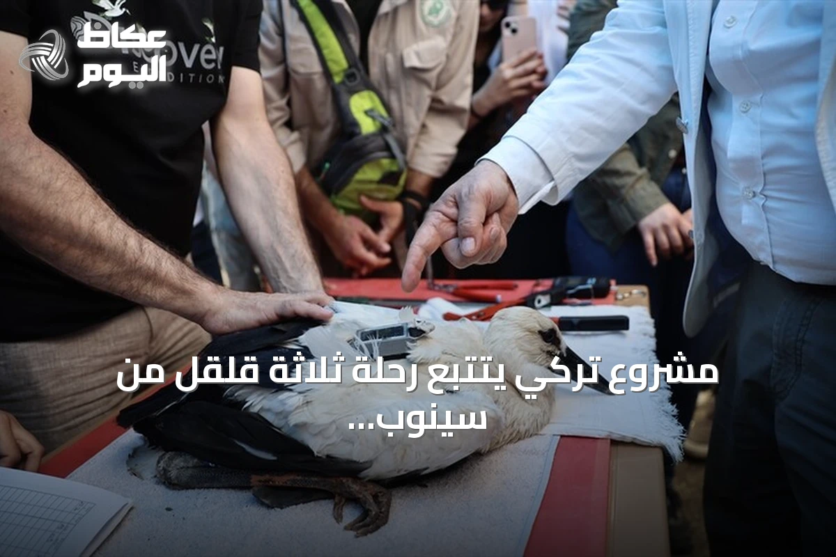 مشروع تركي يتتبع رحلة ثلاثة قلقل من سينوب إلى سوريا ومصر