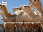 «أم القرى» تصدر الضوابط الجديدة لتجارة الإبل في المملكة