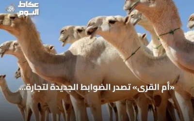 «أم القرى» تصدر الضوابط الجديدة لتجارة الإبل في المملكة