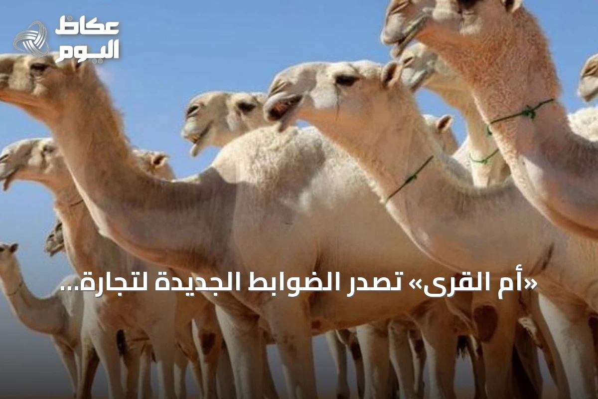 «أم القرى» تصدر الضوابط الجديدة لتجارة الإبل في المملكة