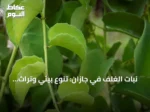 نبات الغلِف في جازان: تنوع بيئي وتراث غذائي