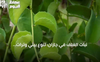نبات الغلِف في جازان: تنوع بيئي وتراث غذائي
