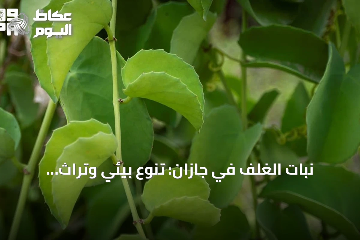 نبات الغلِف في جازان: تنوع بيئي وتراث غذائي