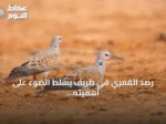 رصد القمري في طريف يسلط الضوء على أهميته كمحطة هجرة موسمية