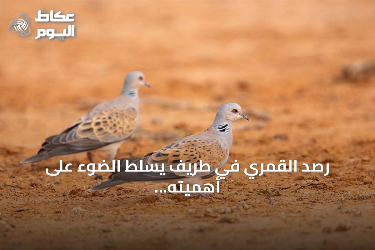 رصد القمري في طريف يسلط الضوء على أهميته كمحطة هجرة موسمية