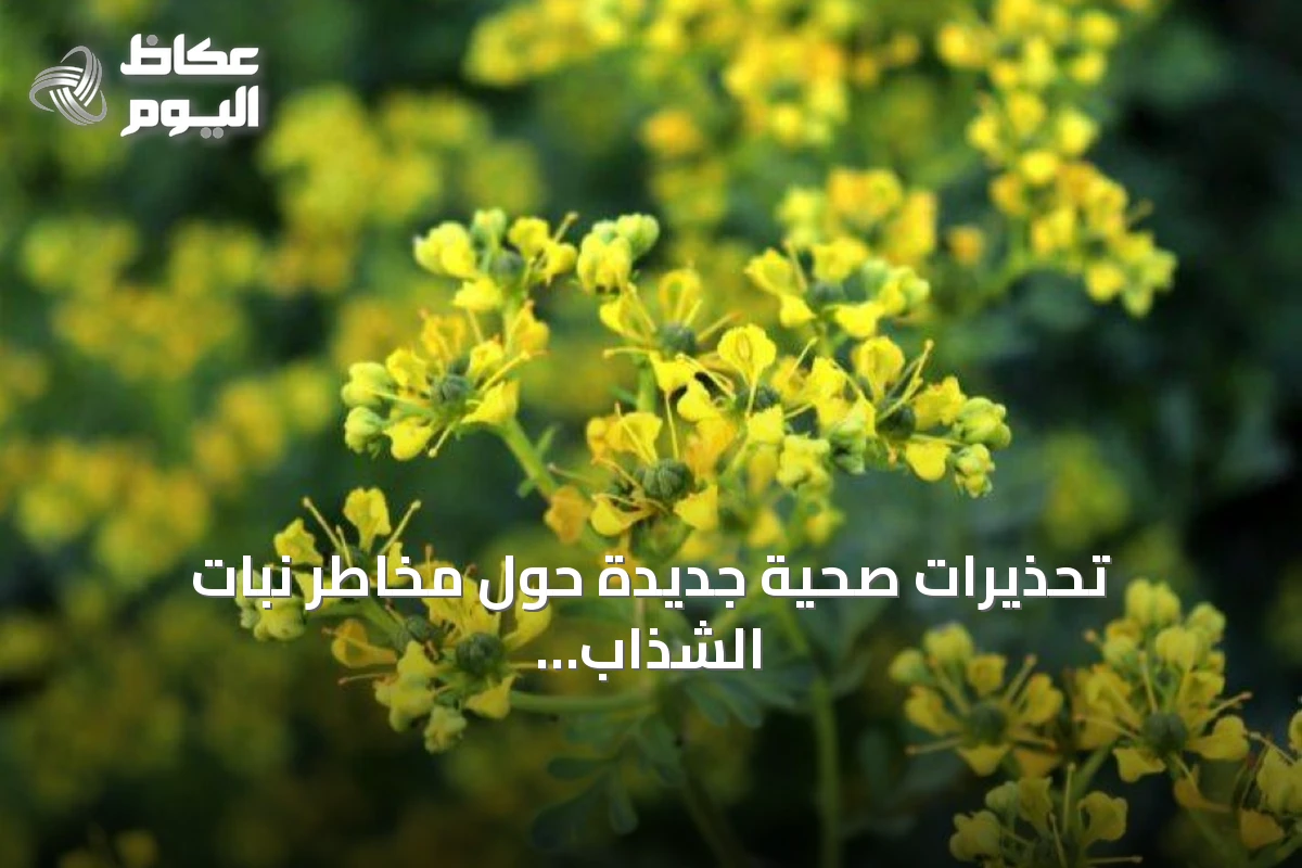 تحذيرات صحية جديدة حول مخاطر نبات الشذاب في السعودية
