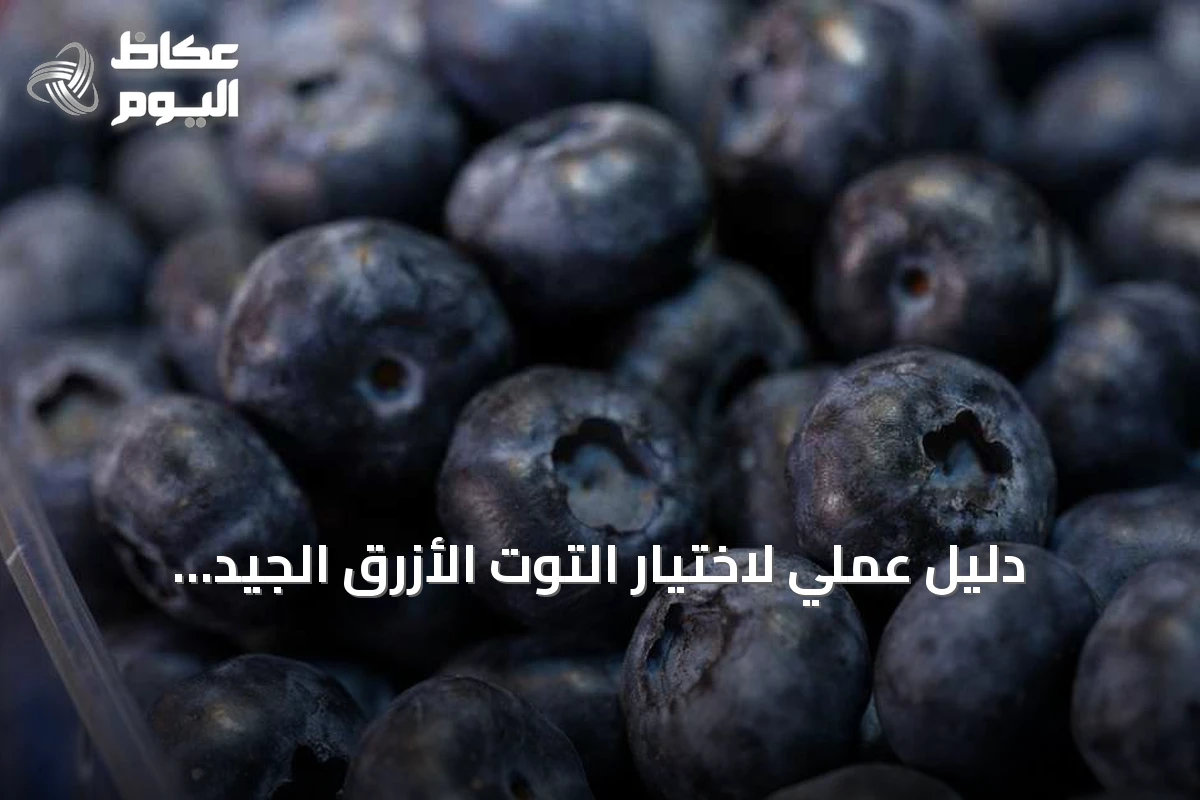دليل عملي لاختيار التوت الأزرق الجيد وتجنب علامات الفساد