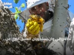 نحّالان في وان يستخرجان العسل البري من تجويف شجرة على سفوح جبل أرنوس