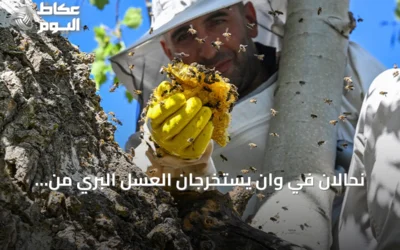نحّالان في وان يستخرجان العسل البري من تجويف شجرة على سفوح جبل أرنوس
