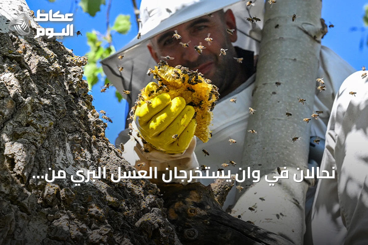 نحّالان في وان يستخرجان العسل البري من تجويف شجرة على سفوح جبل أرنوس