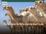 وزارة البيئة والمياه والزراعة تُصدر ضوابط تنظيمية لتجارة الإبل لتعزيز القطاع وحقوق المتعاملين