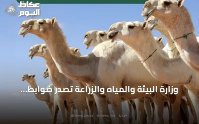 وزارة البيئة والمياه والزراعة تُصدر ضوابط تنظيمية لتجارة الإبل لتعزيز القطاع وحقوق المتعاملين