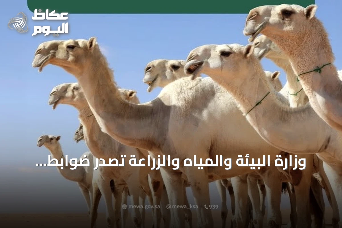 وزارة البيئة والمياه والزراعة تُصدر ضوابط تنظيمية لتجارة الإبل لتعزيز القطاع وحقوق المتعاملين