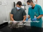 «وقاء» بالمنطقة القصيمية يطلق حملة تحصين مجانية للحيوانات الأليفة ضد السعار
