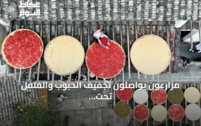 مزارعون يواصلون تجفيف الحبوب والفلفل تحت أشعة الشمس الخريفية