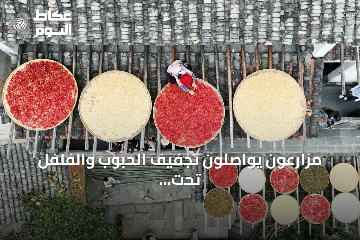 مزارعون يواصلون تجفيف الحبوب والفلفل تحت أشعة الشمس الخريفية