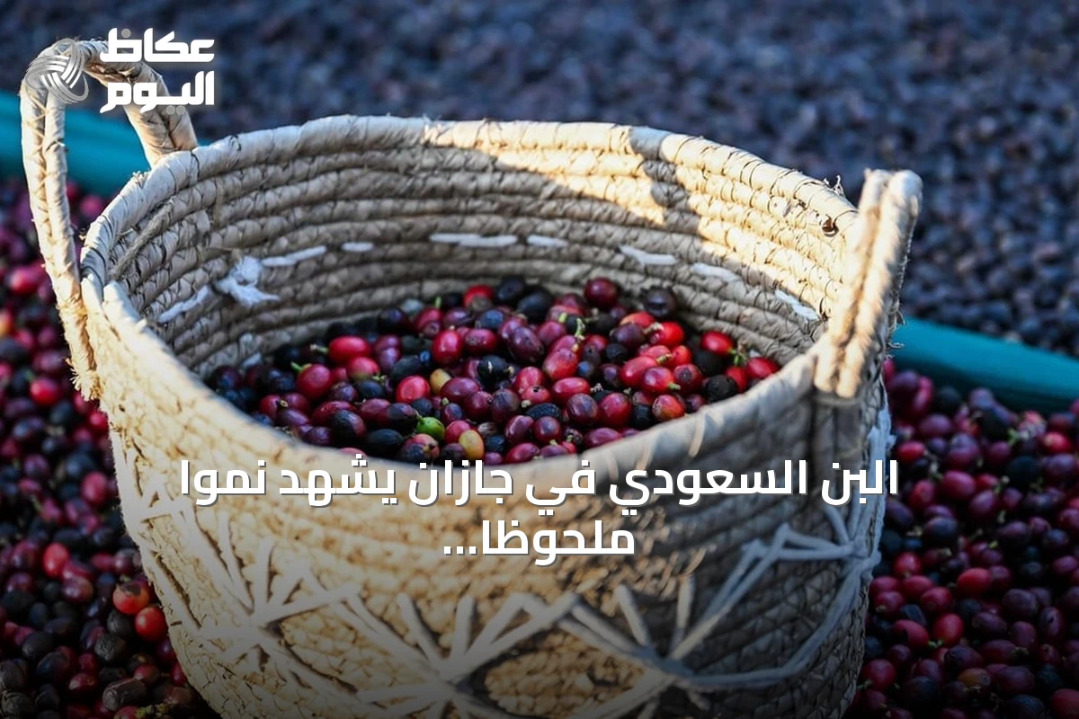 البن السعودي في جازان يشهد نمواً ملحوظاً بدعم الاستثمارات وبرامج التمويل