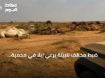 ضبط مخالف للبيئة يرعي إبلاً في محمية الملك عبدالعزيز